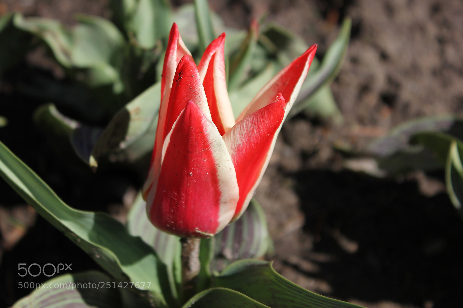 Canon EOS 550D (EOS Rebel T2i / EOS Kiss X4) sample photo. Tulips edward's garden, toronto photography