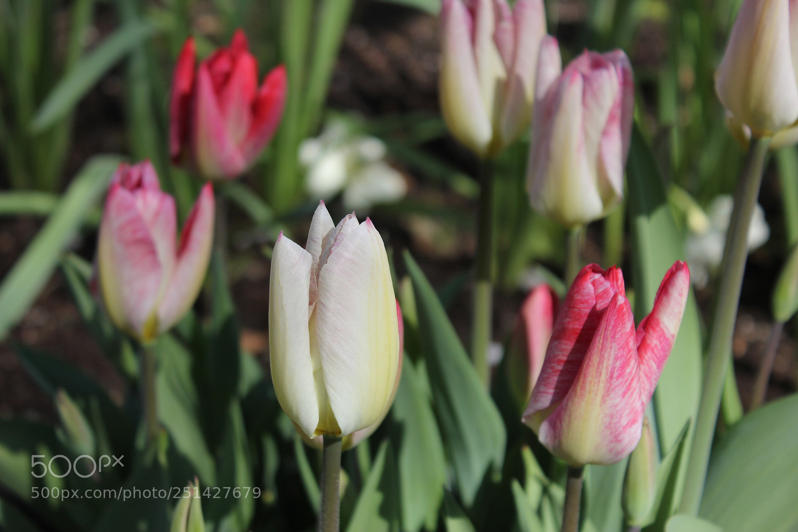 Canon EOS 550D (EOS Rebel T2i / EOS Kiss X4) sample photo. Tulips edward's garden, toronto photography