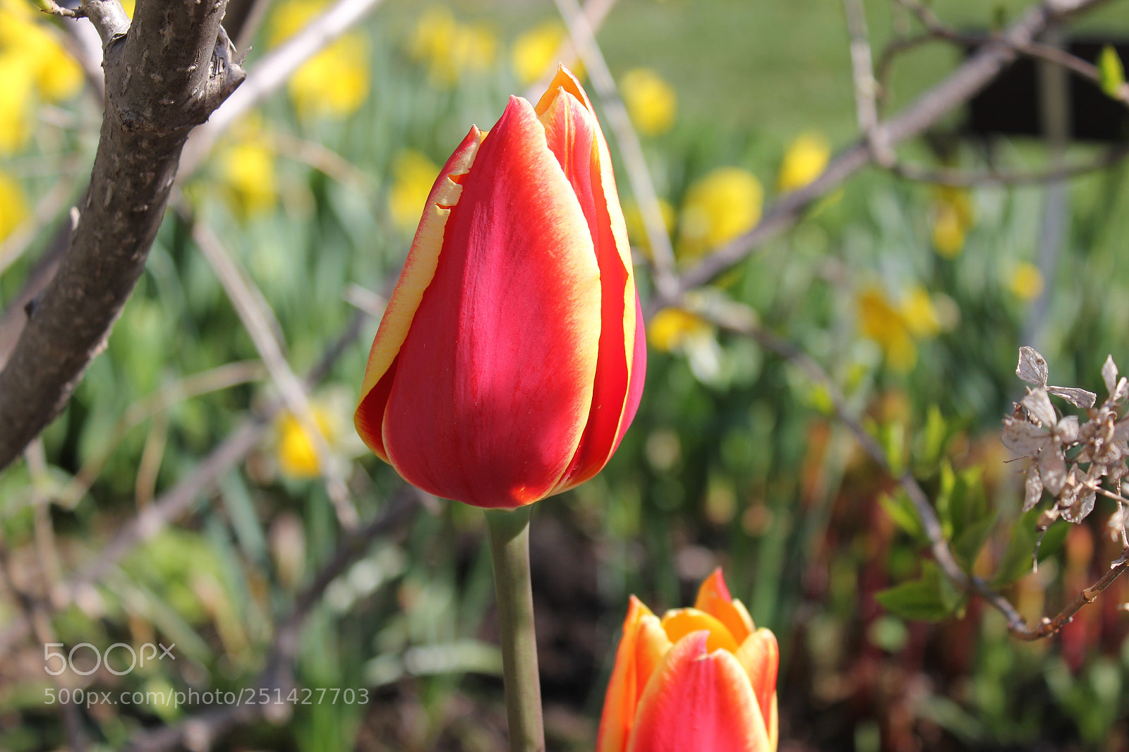 Canon EOS 550D (EOS Rebel T2i / EOS Kiss X4) sample photo. Tulips edward's garden, toronto photography