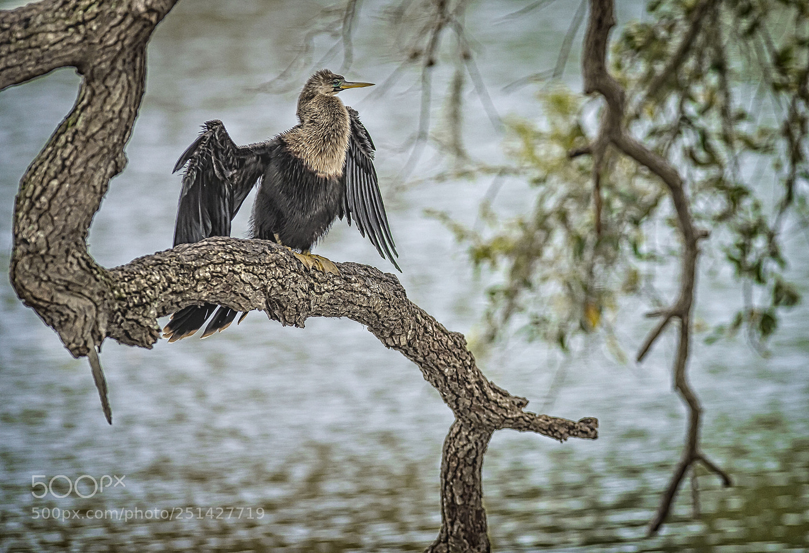 Nikon D4 sample photo. Cormorant in tree photography