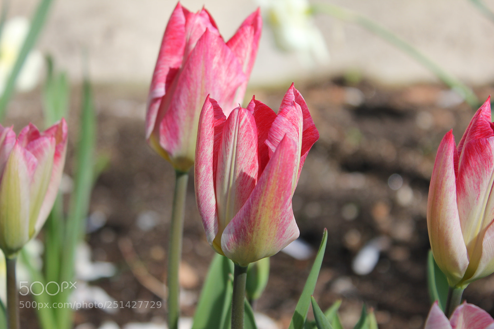 Canon EOS 550D (EOS Rebel T2i / EOS Kiss X4) sample photo. Tulips edward's garden, toronto photography