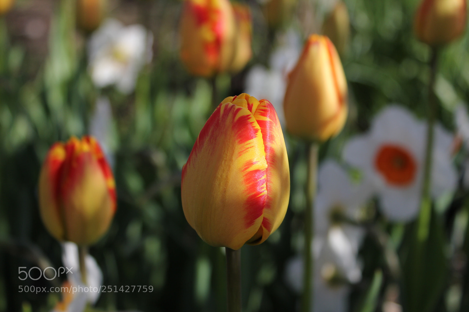 Canon EOS 550D (EOS Rebel T2i / EOS Kiss X4) sample photo. Tulips edward's garden, toronto photography