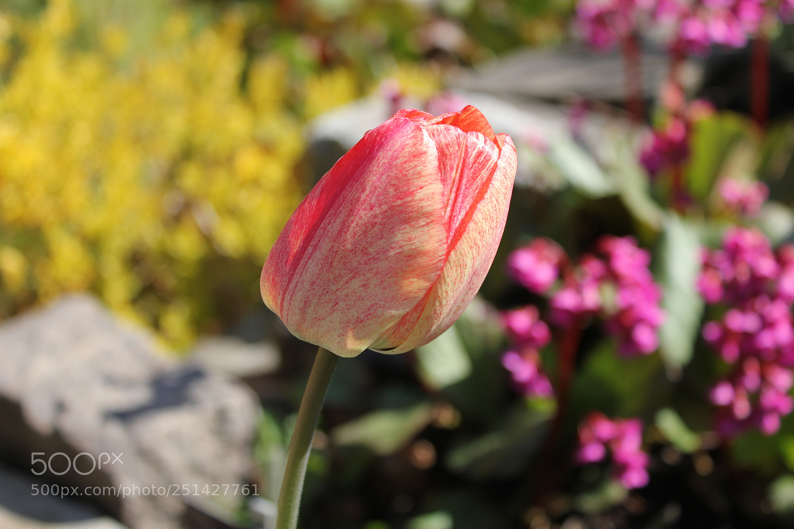 Canon EOS 550D (EOS Rebel T2i / EOS Kiss X4) sample photo. Tulips edward's garden, toronto photography