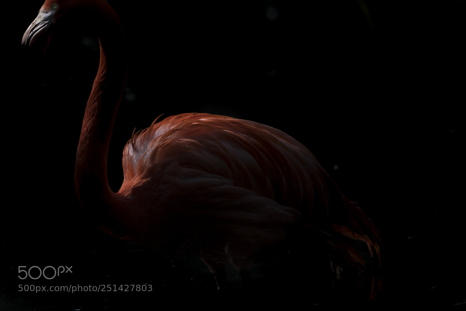 Nikon D500 sample photo. Pink flamingo photography