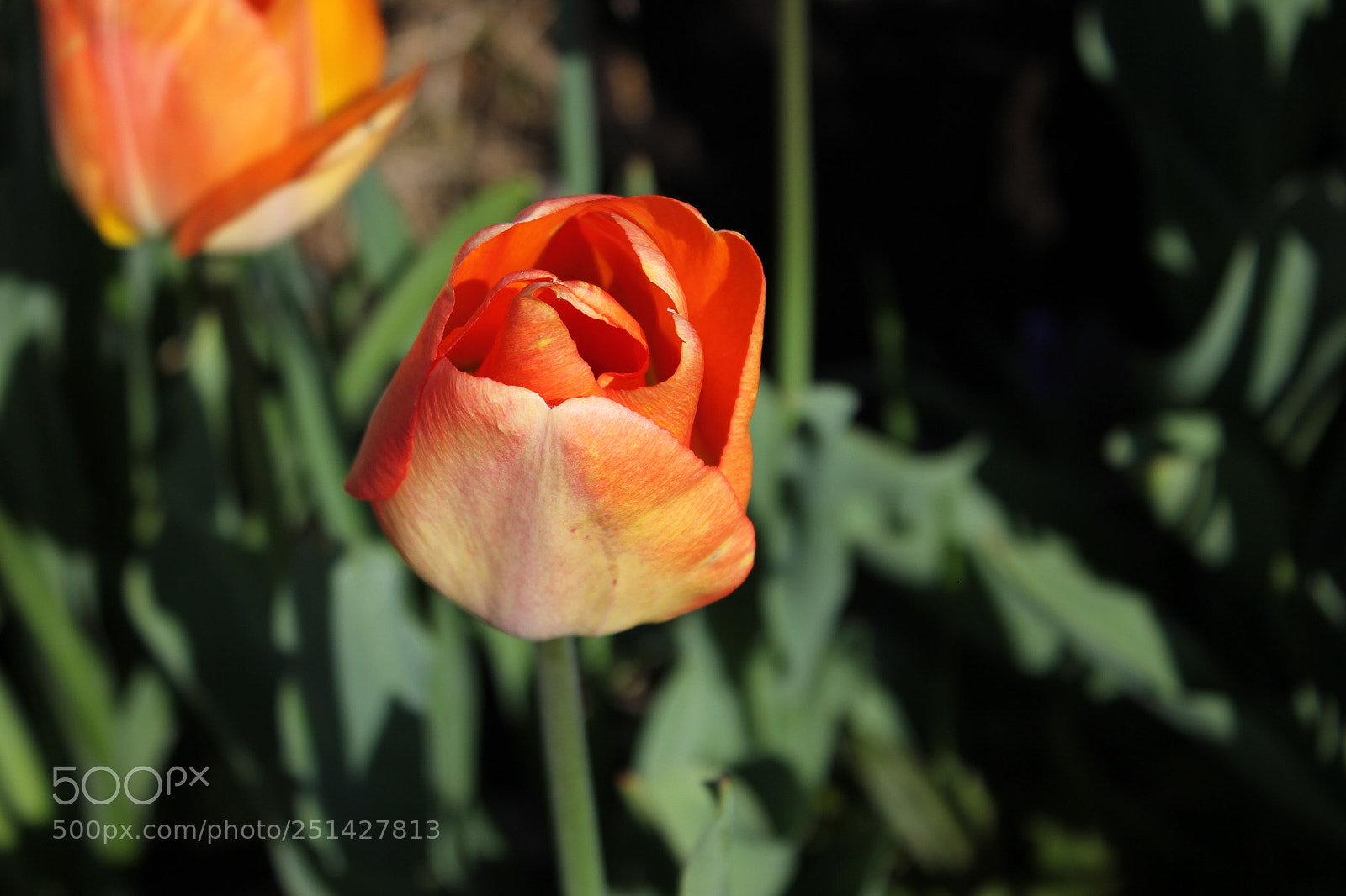 Canon EOS 550D (EOS Rebel T2i / EOS Kiss X4) sample photo. Tulips edward's garden, toronto photography