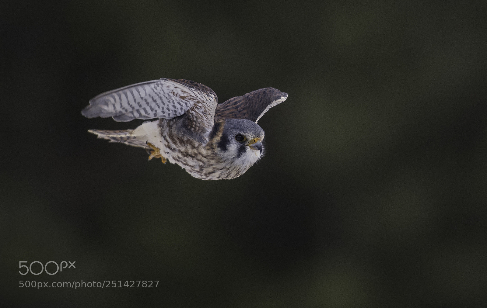 Nikon D500 sample photo. American kestrel photography