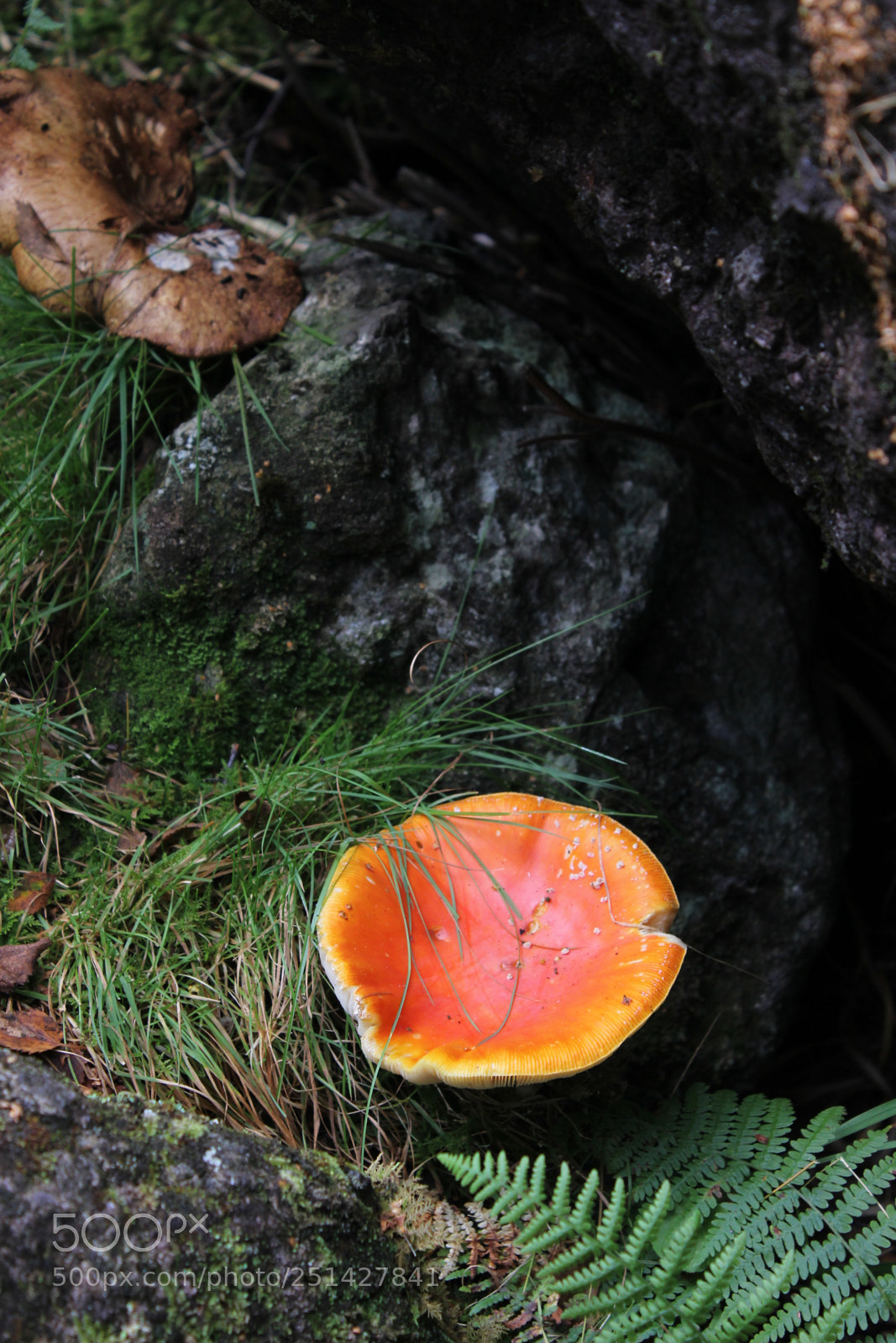 Canon EOS 600D (Rebel EOS T3i / EOS Kiss X5) sample photo. Mushroom in forest photography