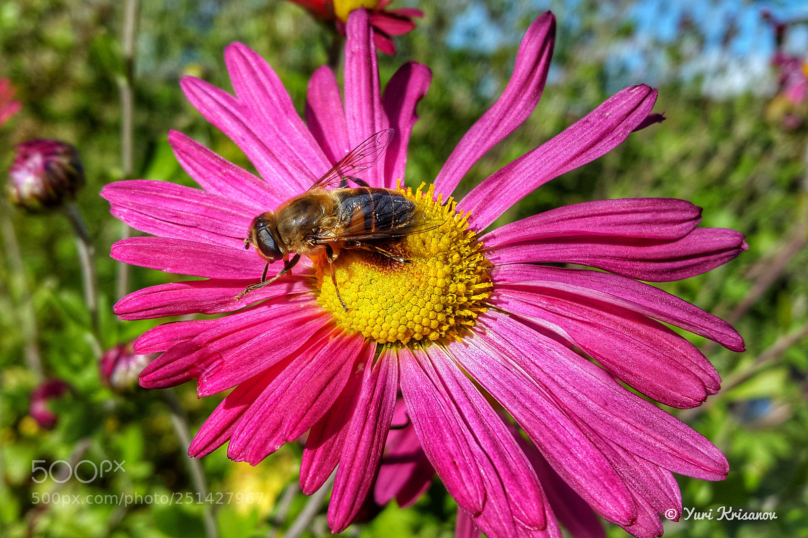 Samsung Galaxy Alpha sample photo. Hoverfly and aster photography