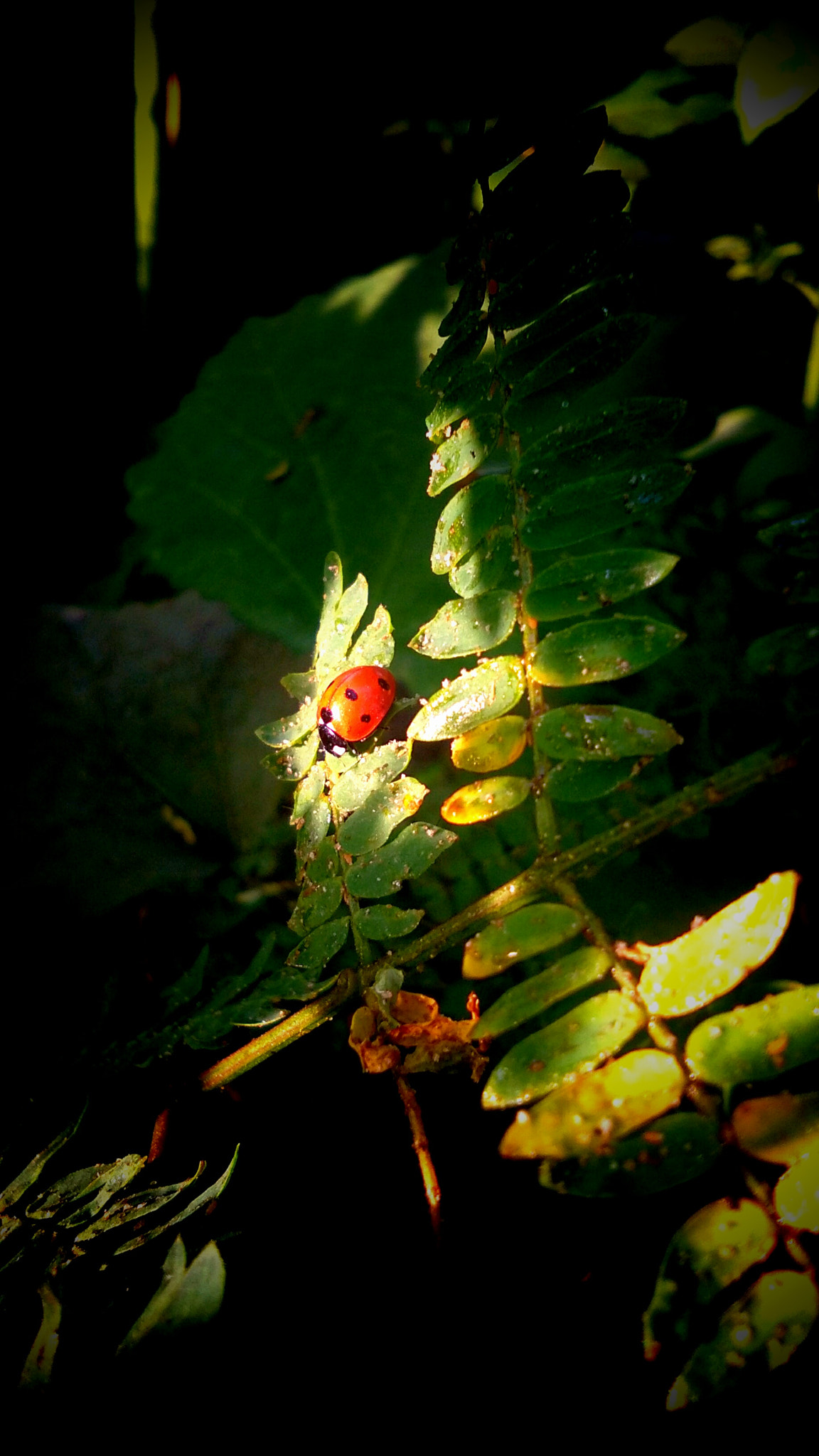 vivo Y55A sample photo. Ladybug photography