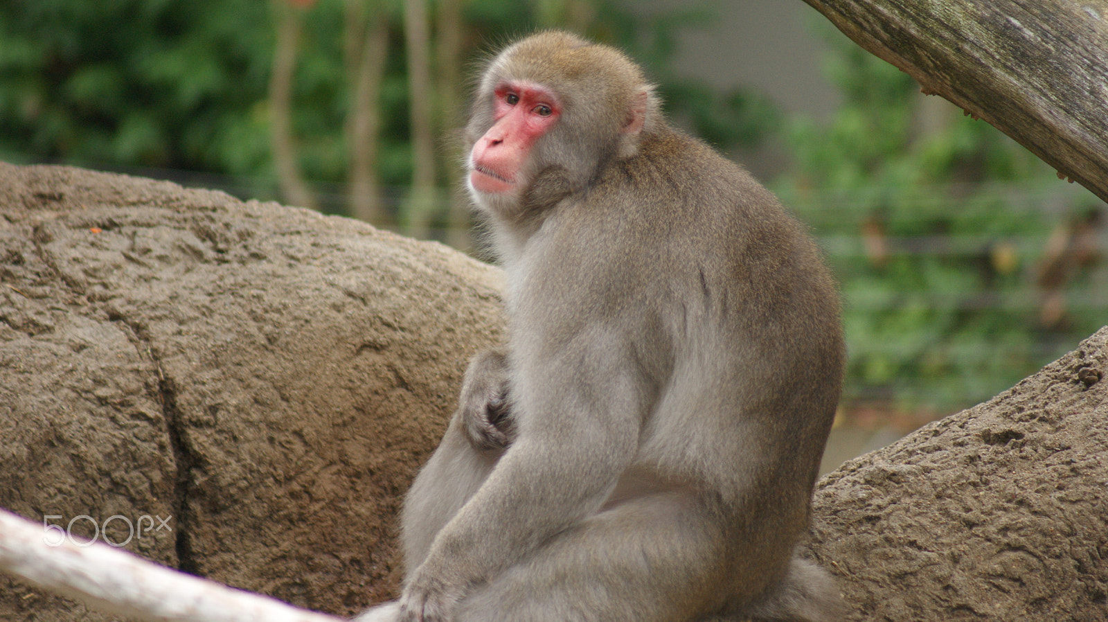 Sony 75-300mm F4.5-5.6 sample photo. Looking at you photography