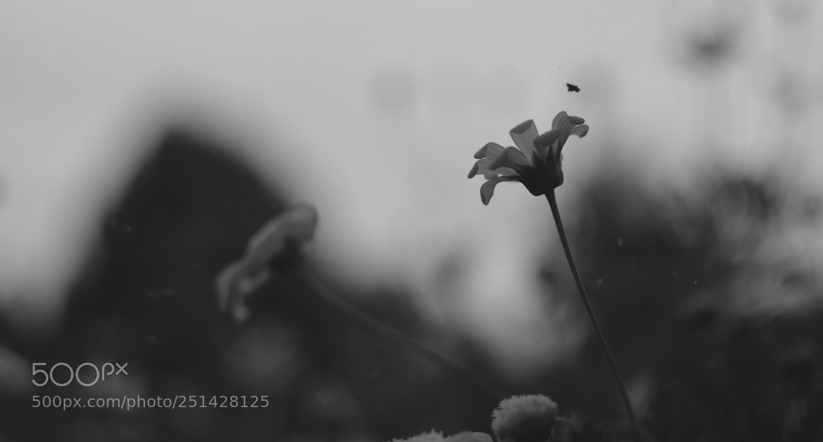 Nikon D3300 sample photo. B&w daisy photography