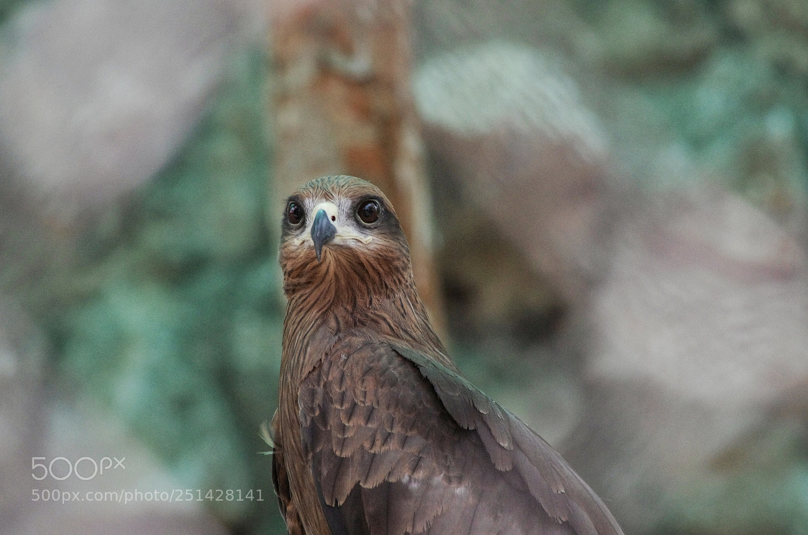 Pentax K-5 IIs sample photo. Black kite photography