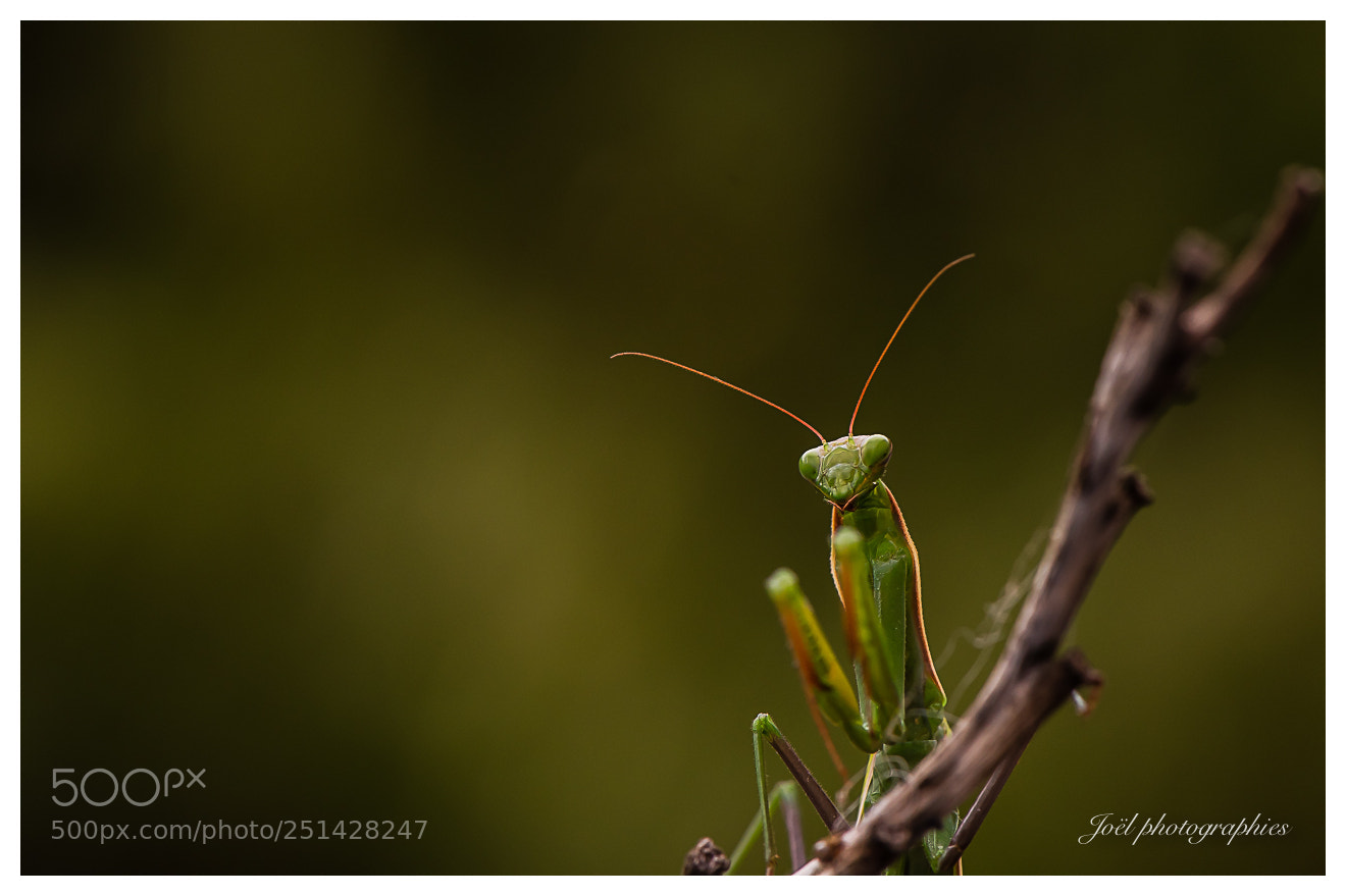 Nikon D810 sample photo. Untitled photography