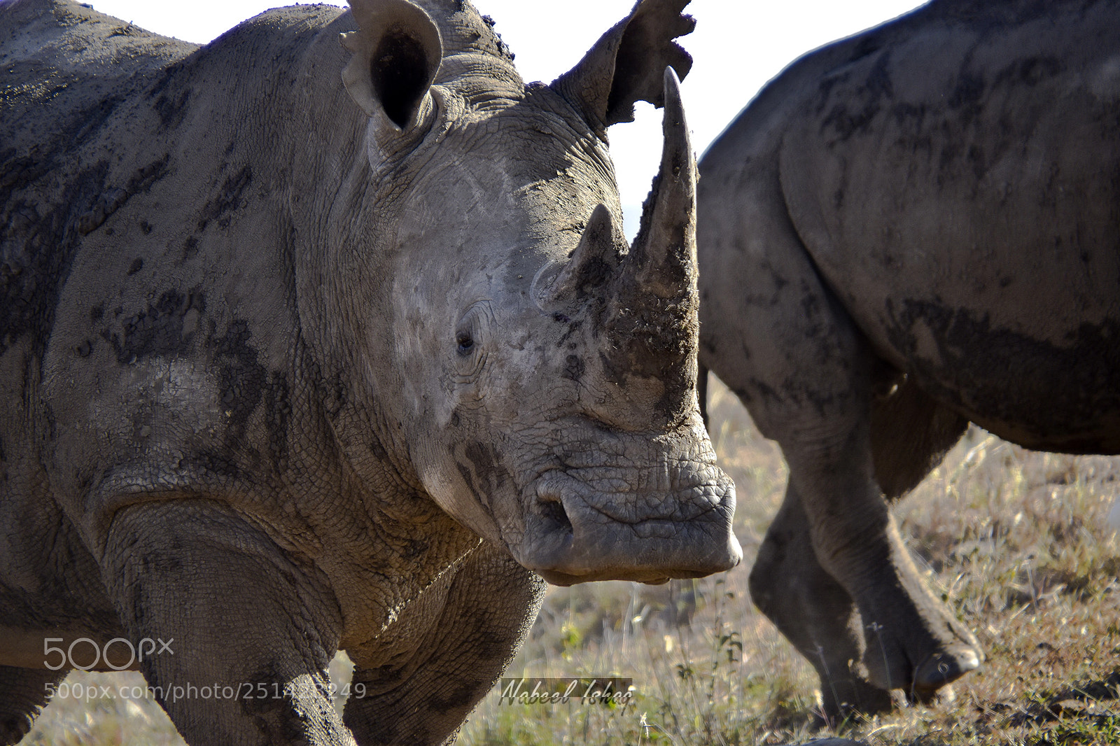 Nikon D5600 sample photo. Rhino photography