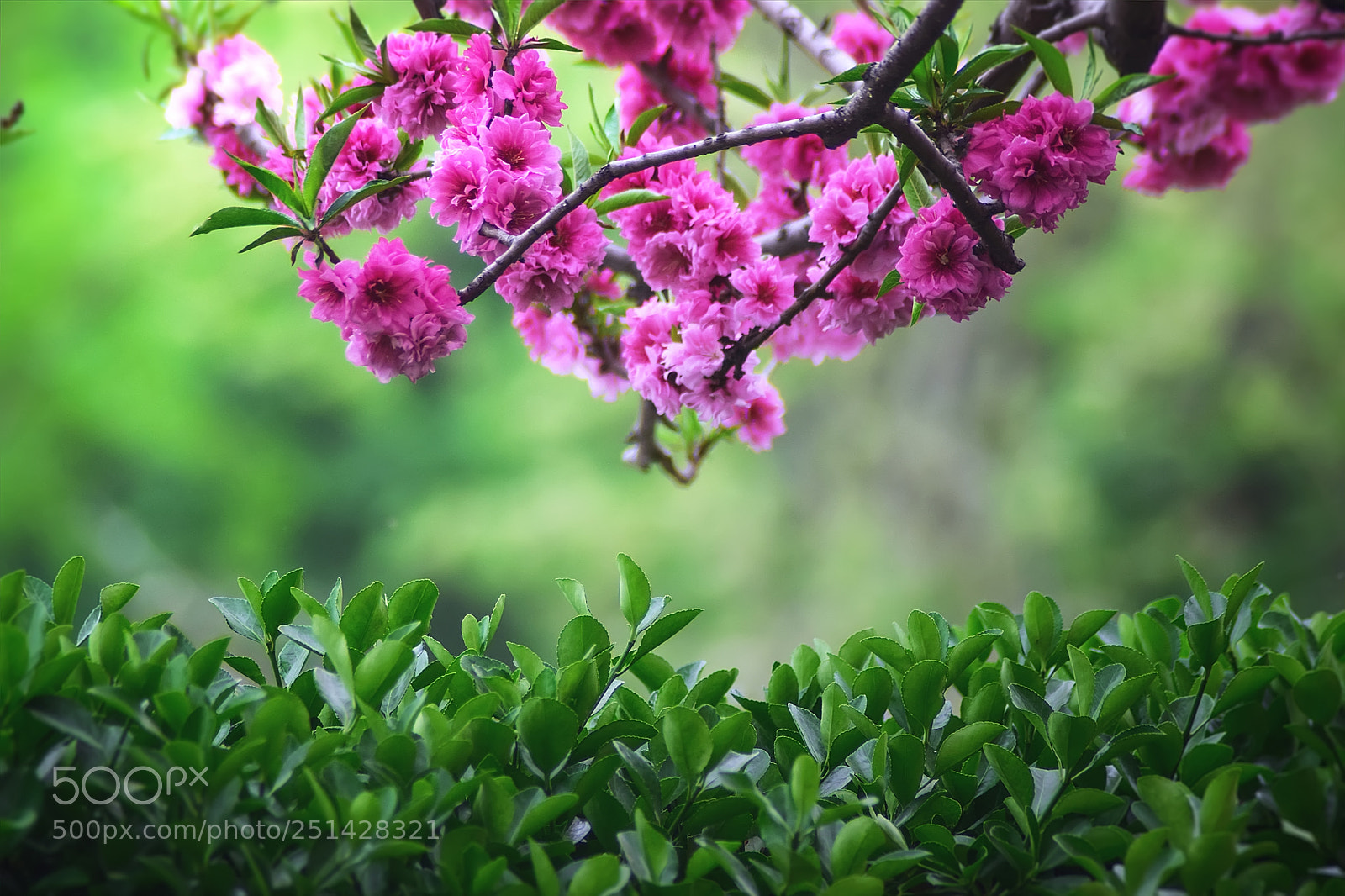 Nikon D5300 sample photo. 春天 photography