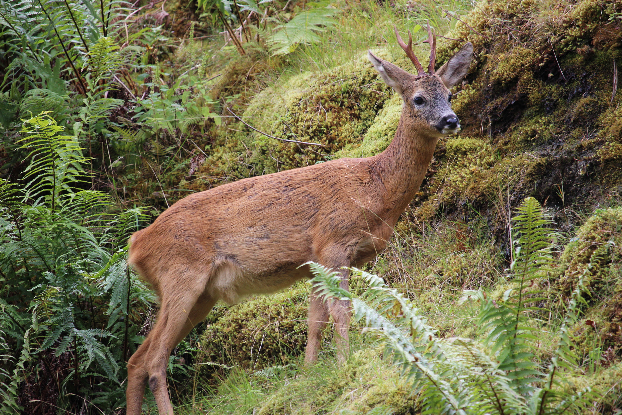 Canon EOS 600D (Rebel EOS T3i / EOS Kiss X5) + Canon EF-S 55-250mm F4-5.6 IS STM sample photo. Roe deer in the forest photography