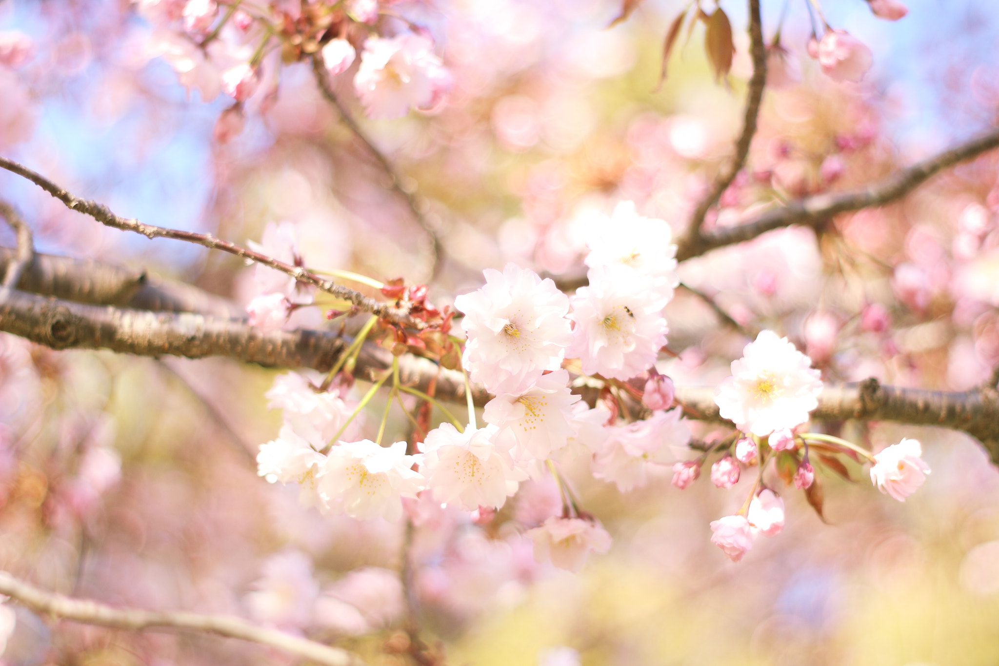 Canon EOS 100D (EOS Rebel SL1 / EOS Kiss X7) + Canon EF 35-80mm f/4-5.6 sample photo. 桜(cherry blossoms) photography