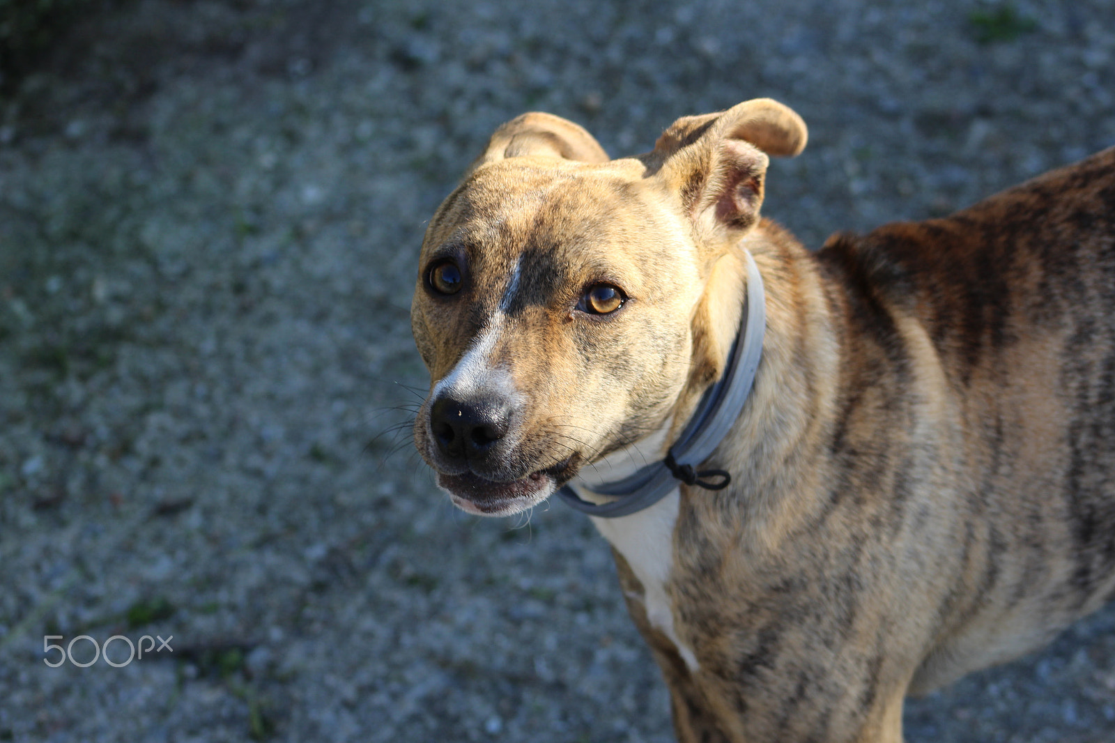 Canon EF 75-300mm f/4-5.6 USM sample photo. Perro posando photography