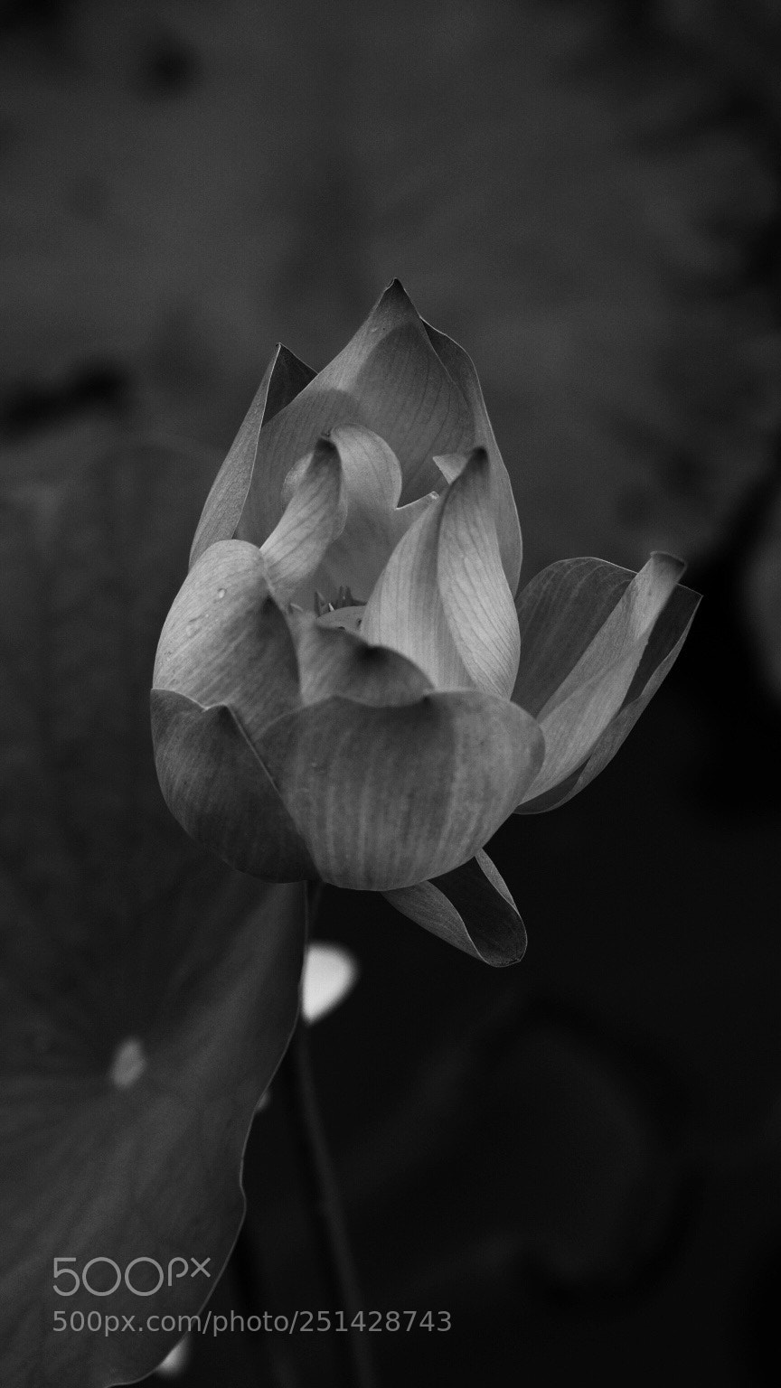 Olympus OM-D E-M1 Mark II sample photo. Untitled photography