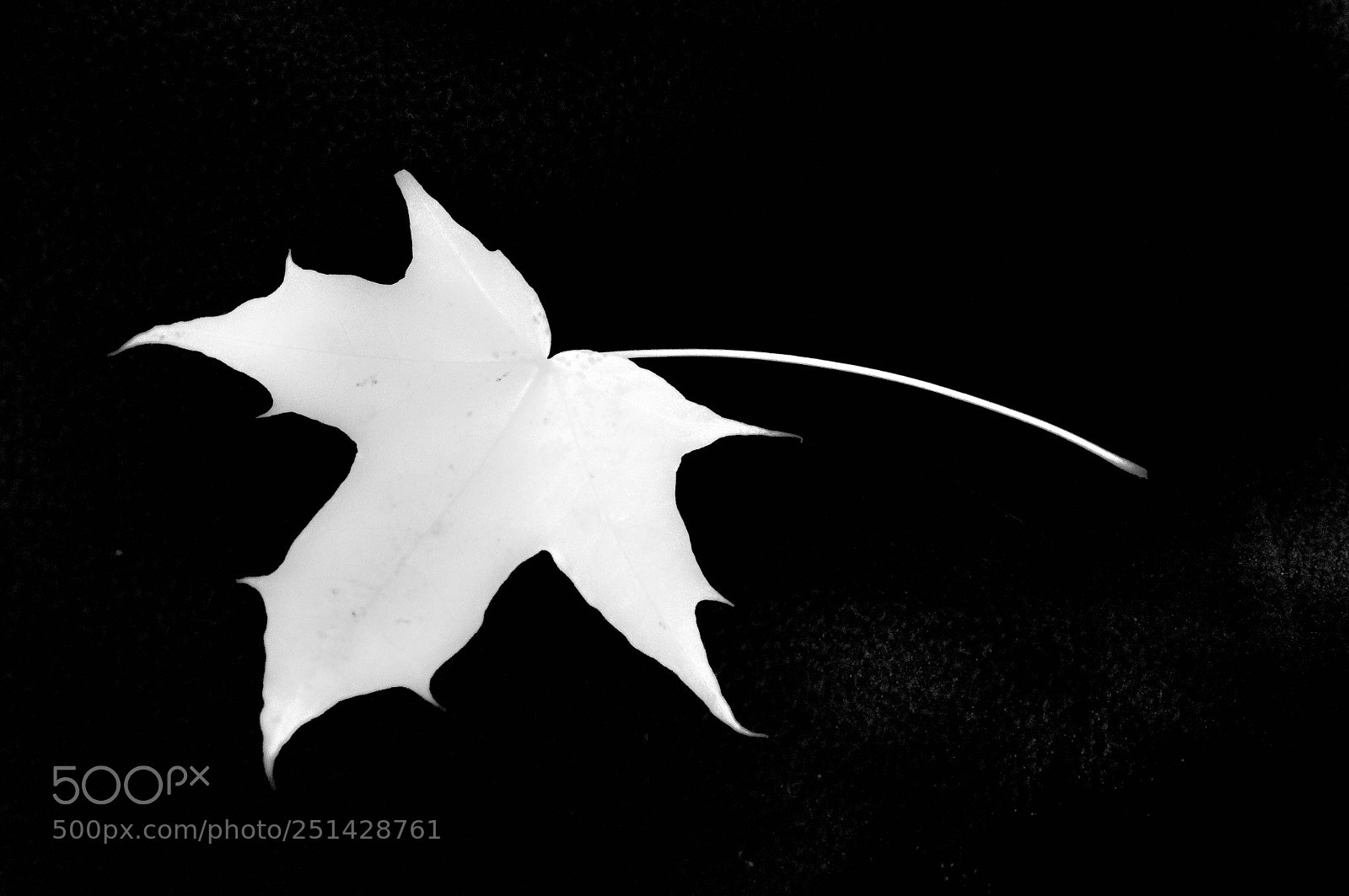 Nikon D90 sample photo. Leaf photography
