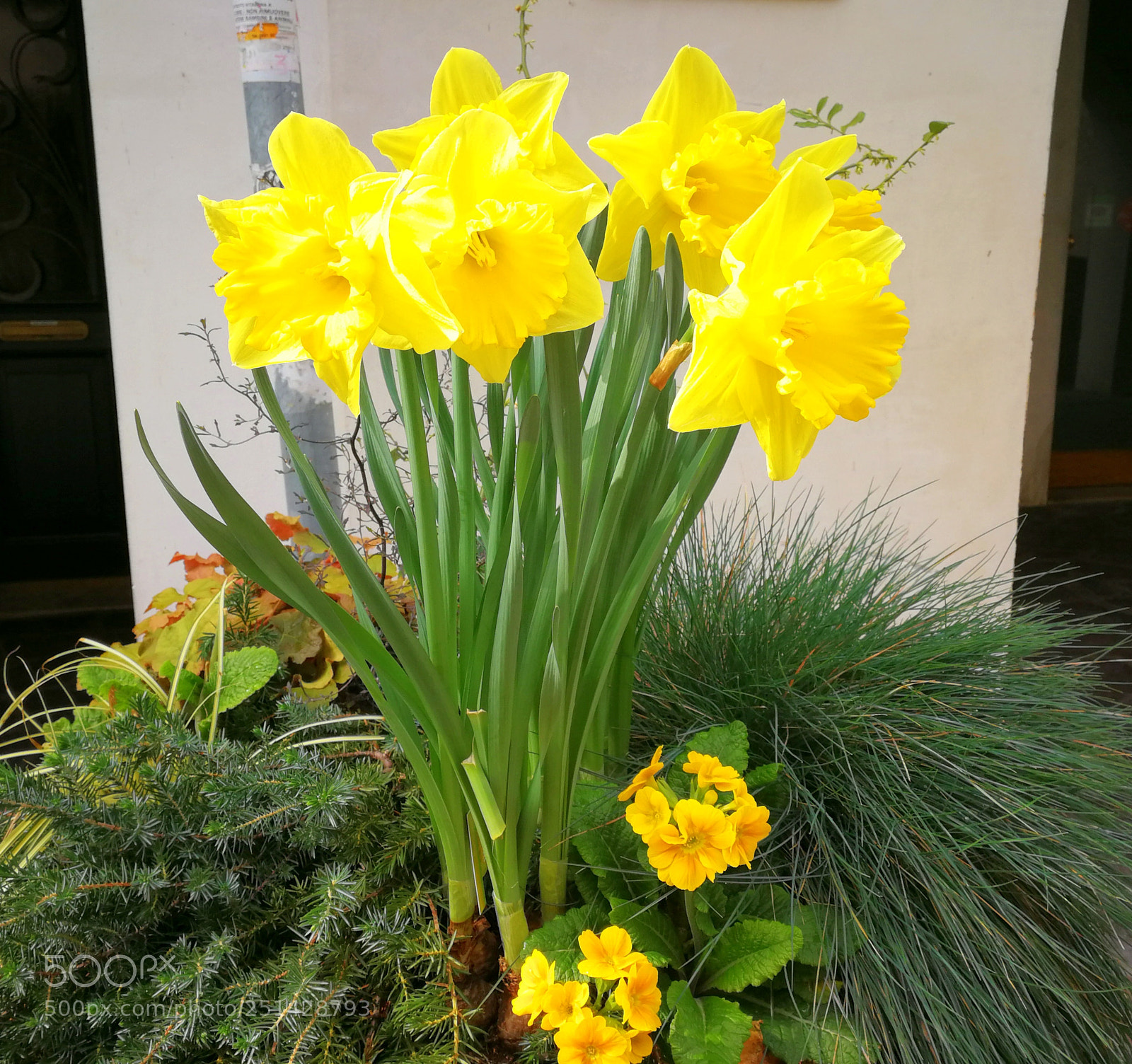 HUAWEI P10 sample photo. Fiordalisi photography