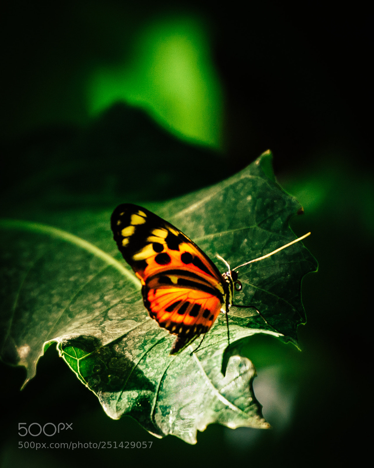 Nikon D600 sample photo. Butterflies photography