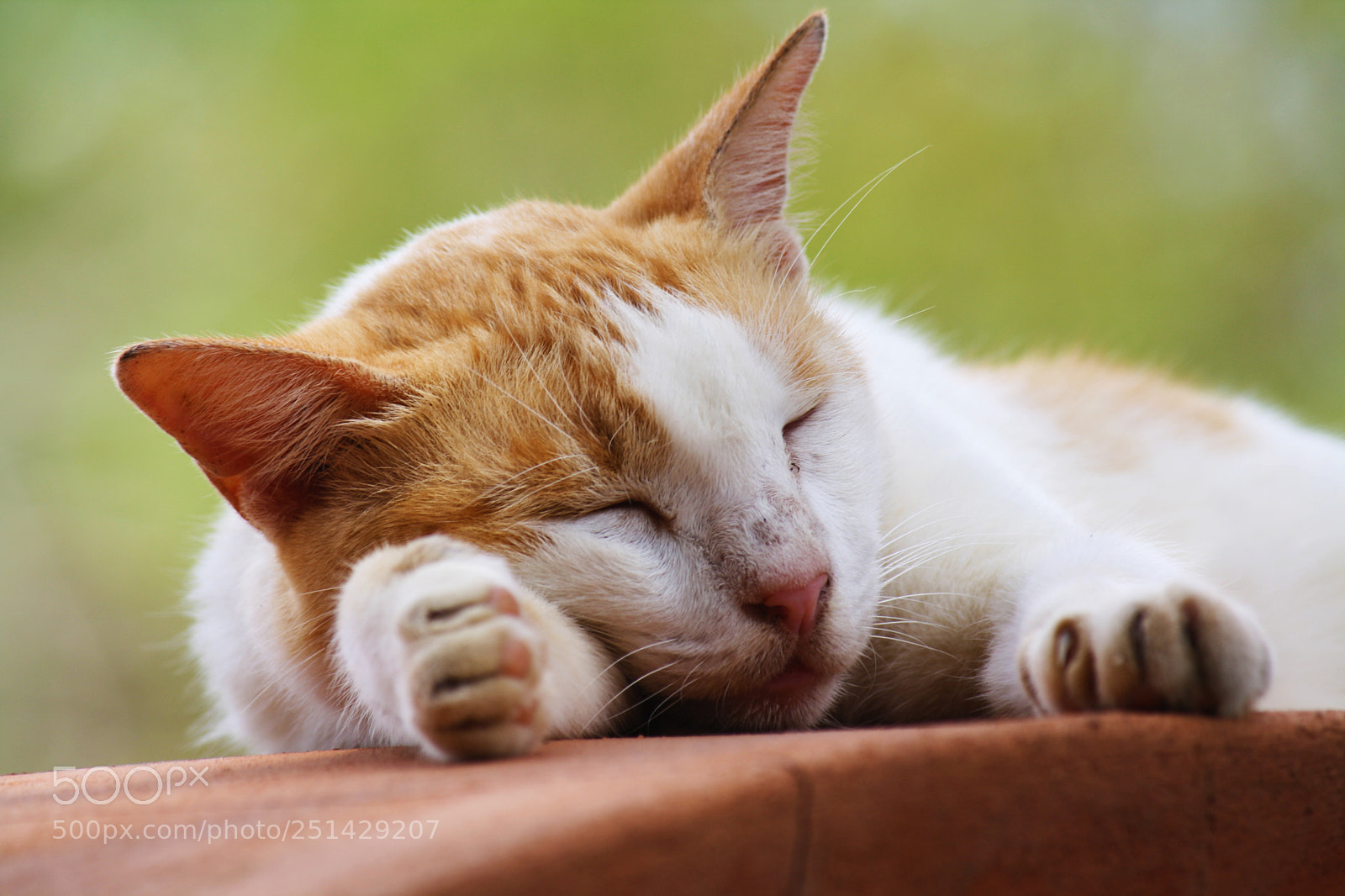 Canon EOS 1000D (EOS Digital Rebel XS / EOS Kiss F) sample photo. Cat in auroville photography