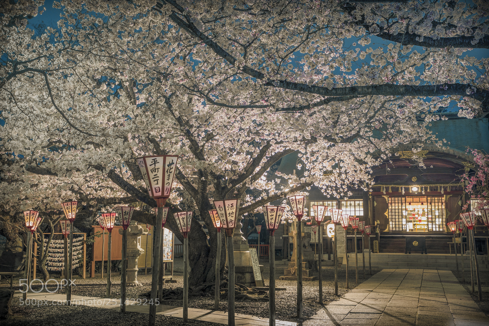 Canon EOS 5D Mark IV sample photo. Night blossom photography