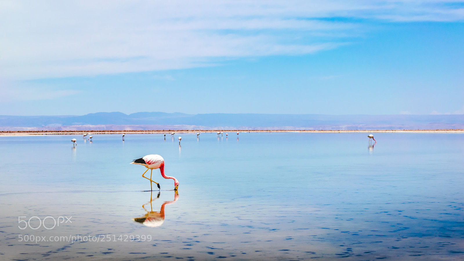 Nikon D5300 sample photo. Flamingos photography