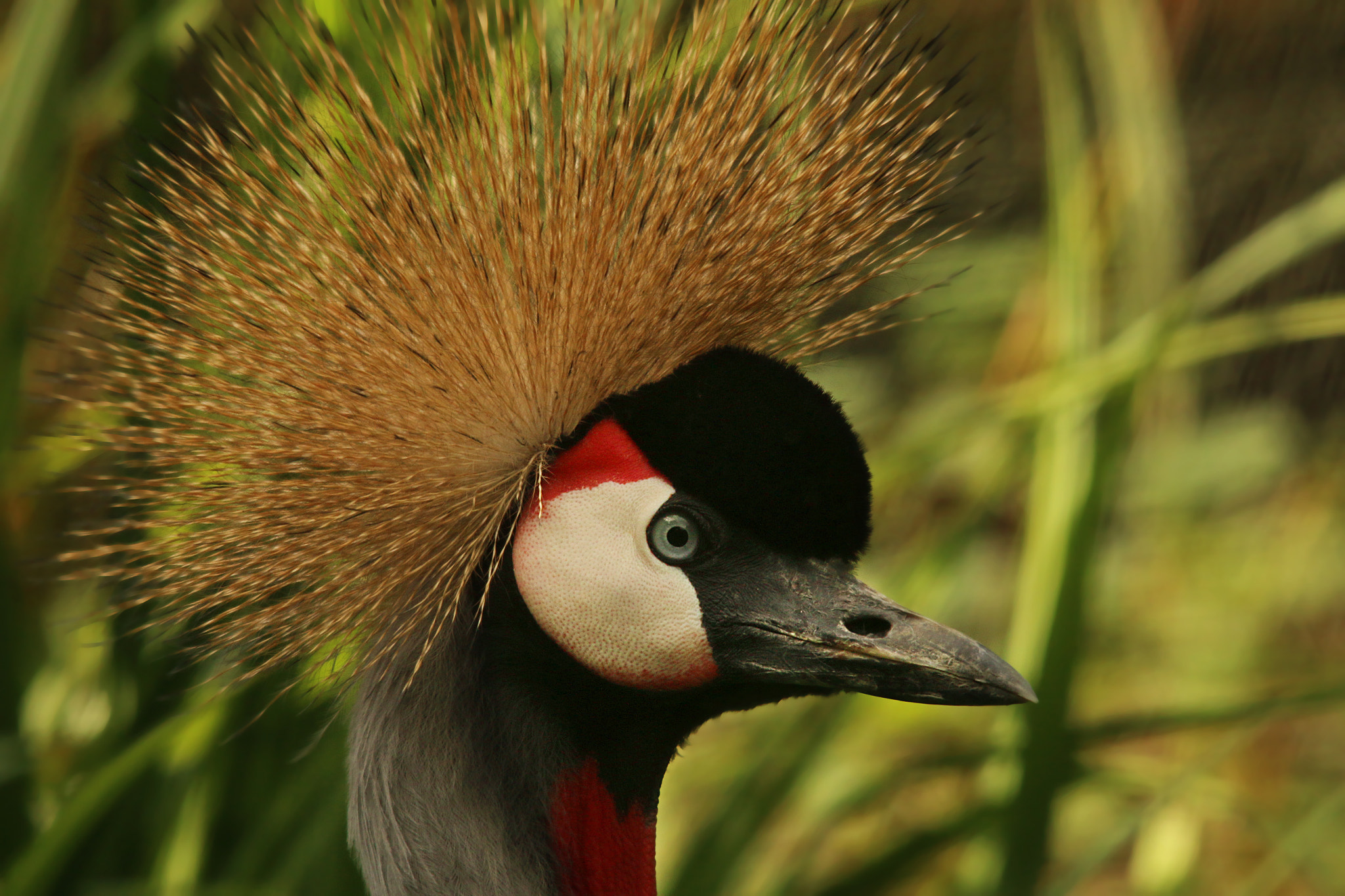 Canon EOS 70D + Sigma 150-500mm F5-6.3 DG OS HSM sample photo. Crowned crane photography