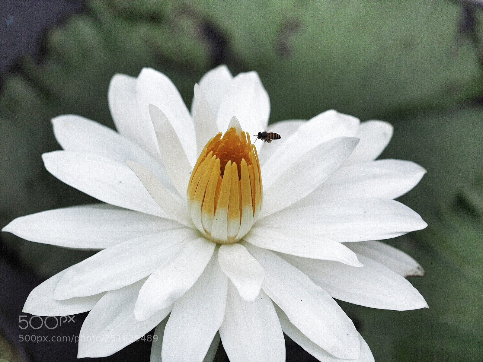 Olympus OM-D E-M1 sample photo. Untitled photography
