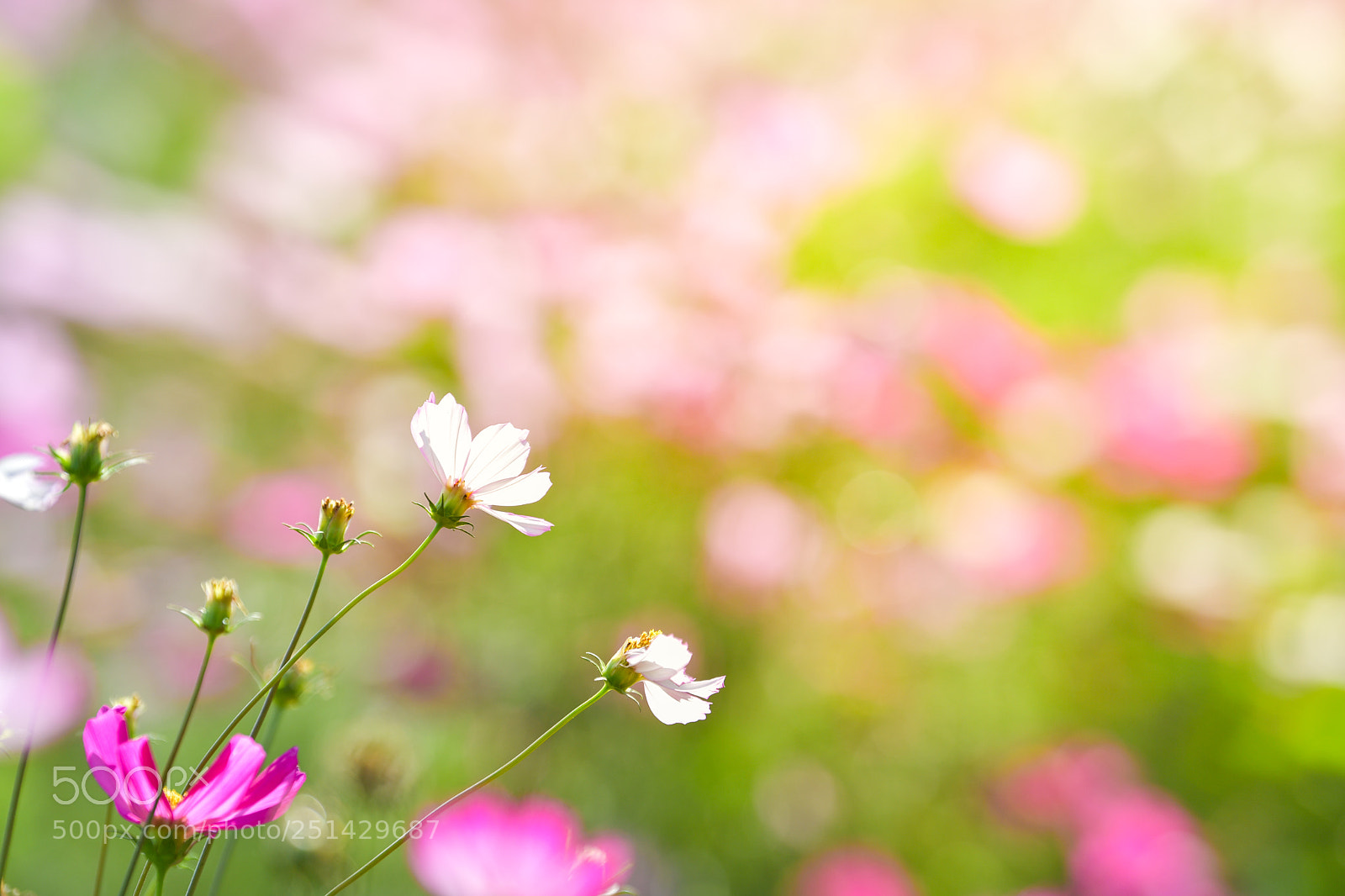 Nikon D5 sample photo. Pink cosmos flower in photography