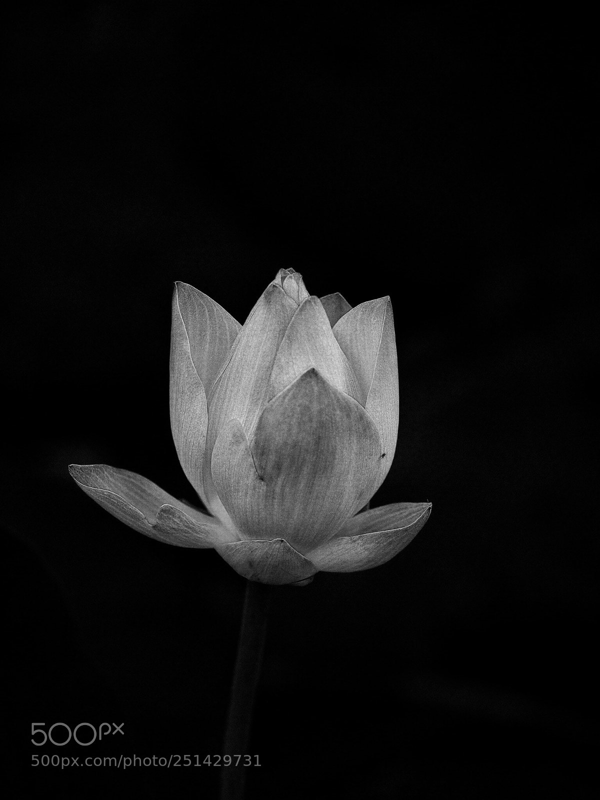 Olympus OM-D E-M1 sample photo. Untitled photography