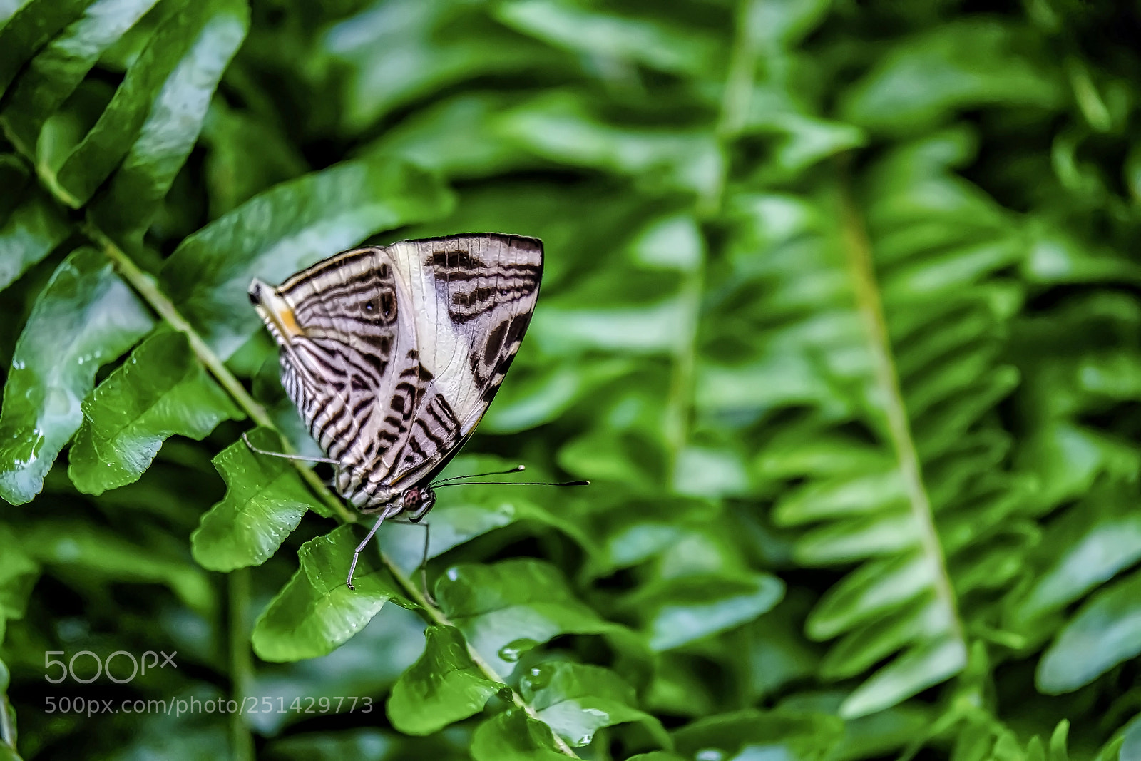 Fujifilm X-T2 sample photo. The patient butterfly photography