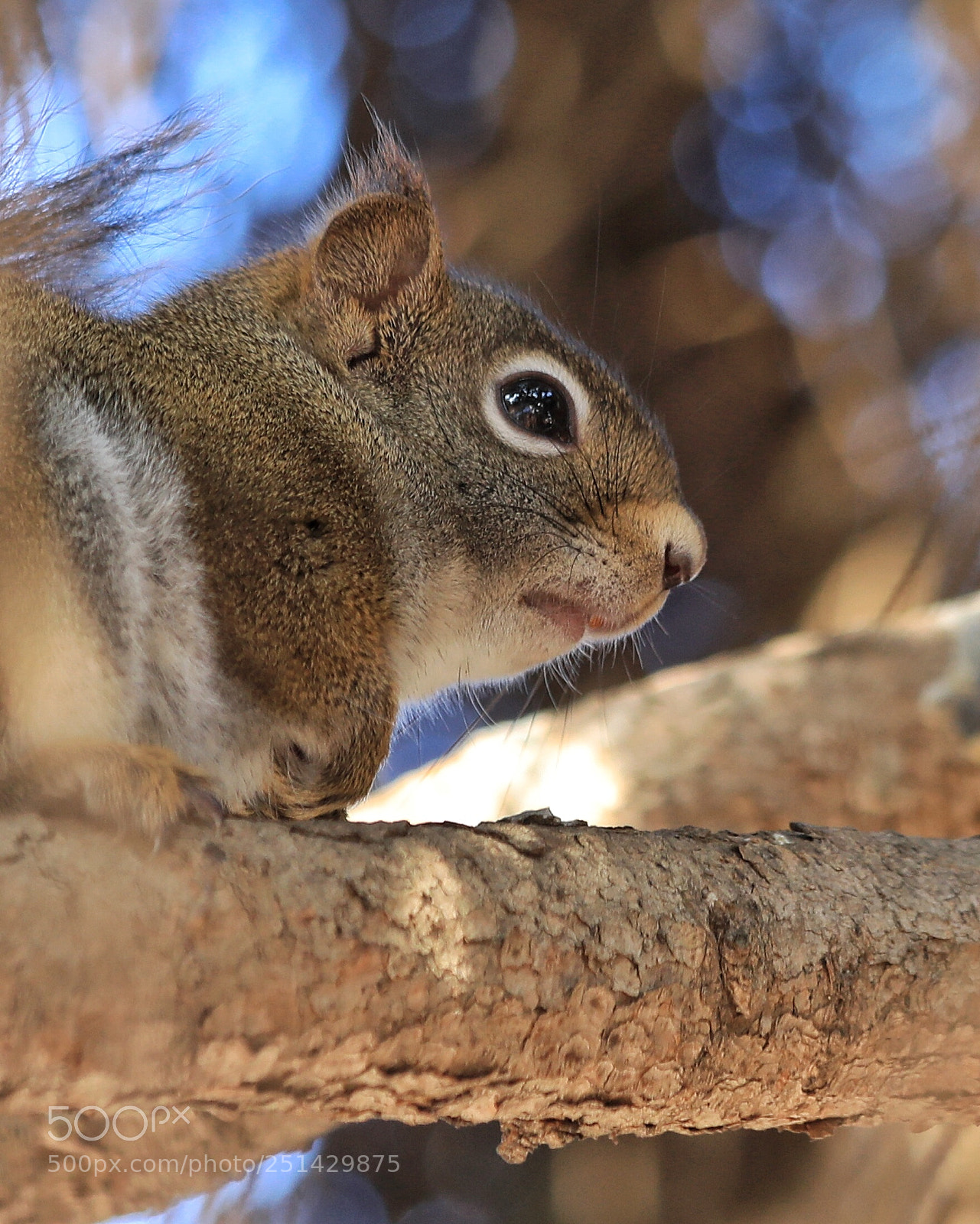 Canon EOS 5D Mark IV sample photo. Squirrel photography