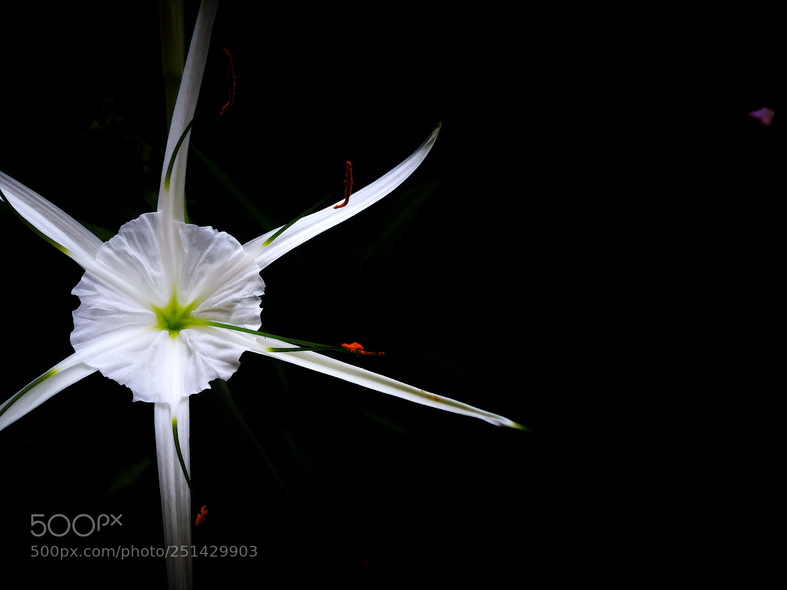 HUAWEI P10 Plus sample photo. Spider lily flower photography