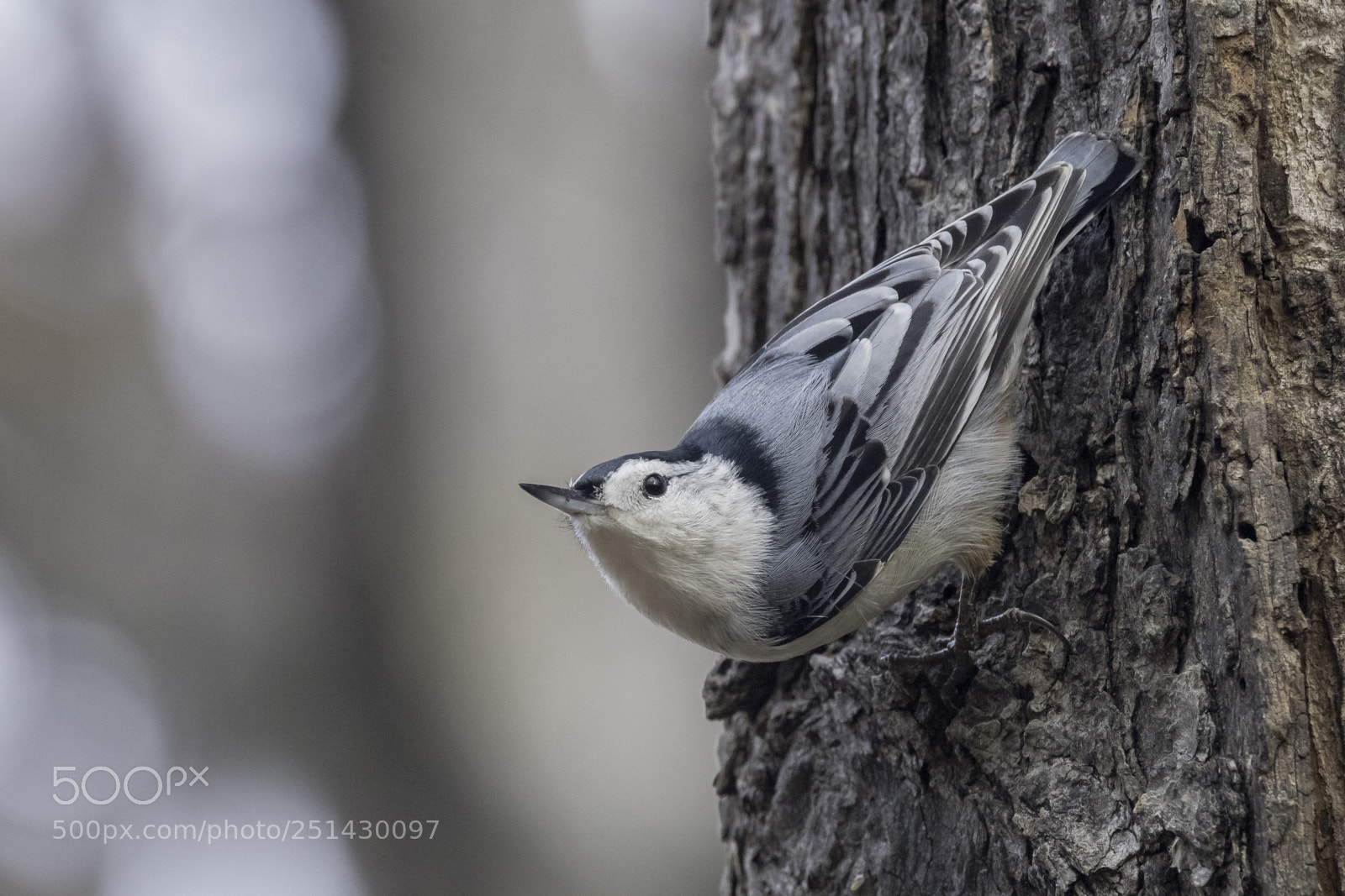 Canon EOS 5DS sample photo. White-breasted nuthatch photography