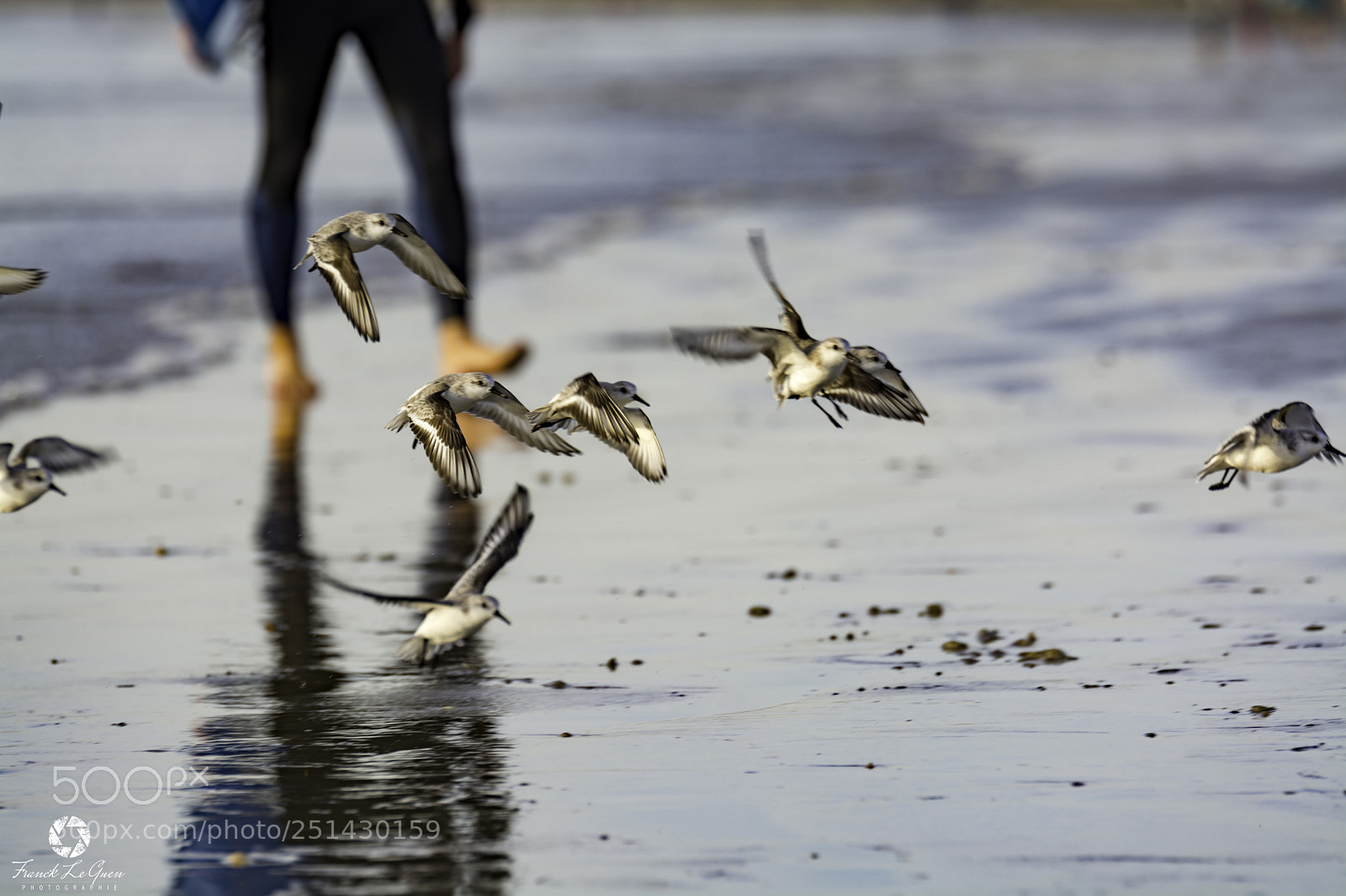 Nikon D7100 sample photo. Bécasseau sanderling - 2 photography