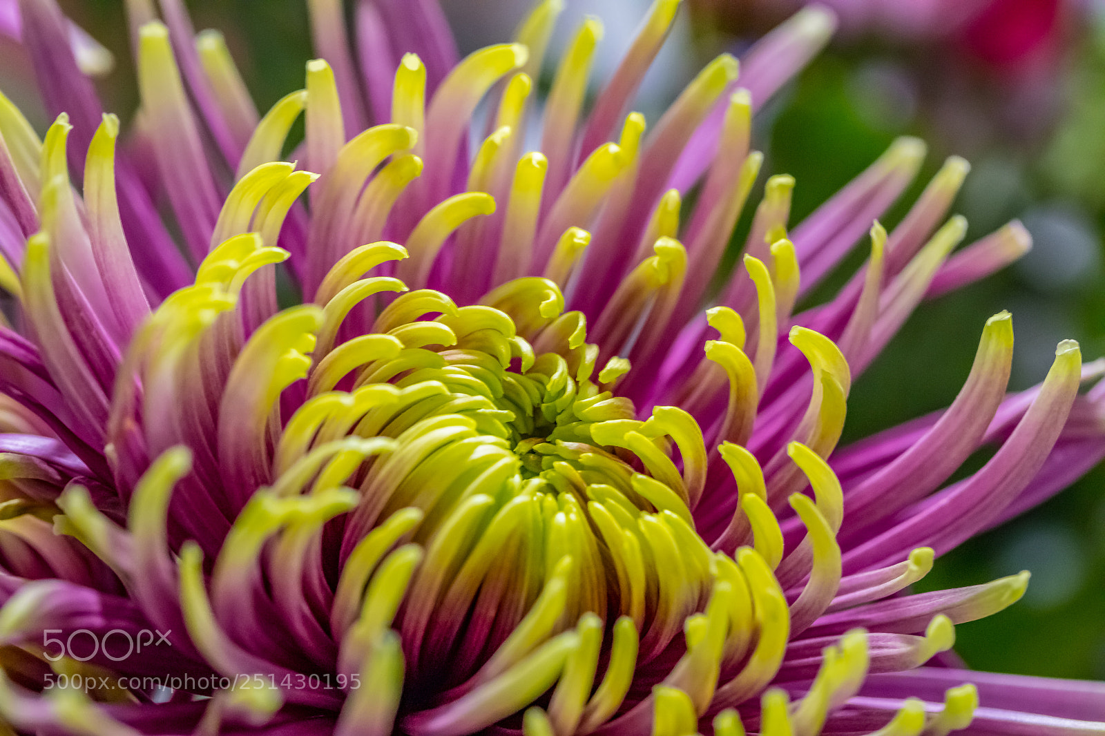 Canon EOS 5D Mark IV sample photo. Immersed in chrysanthemum photography