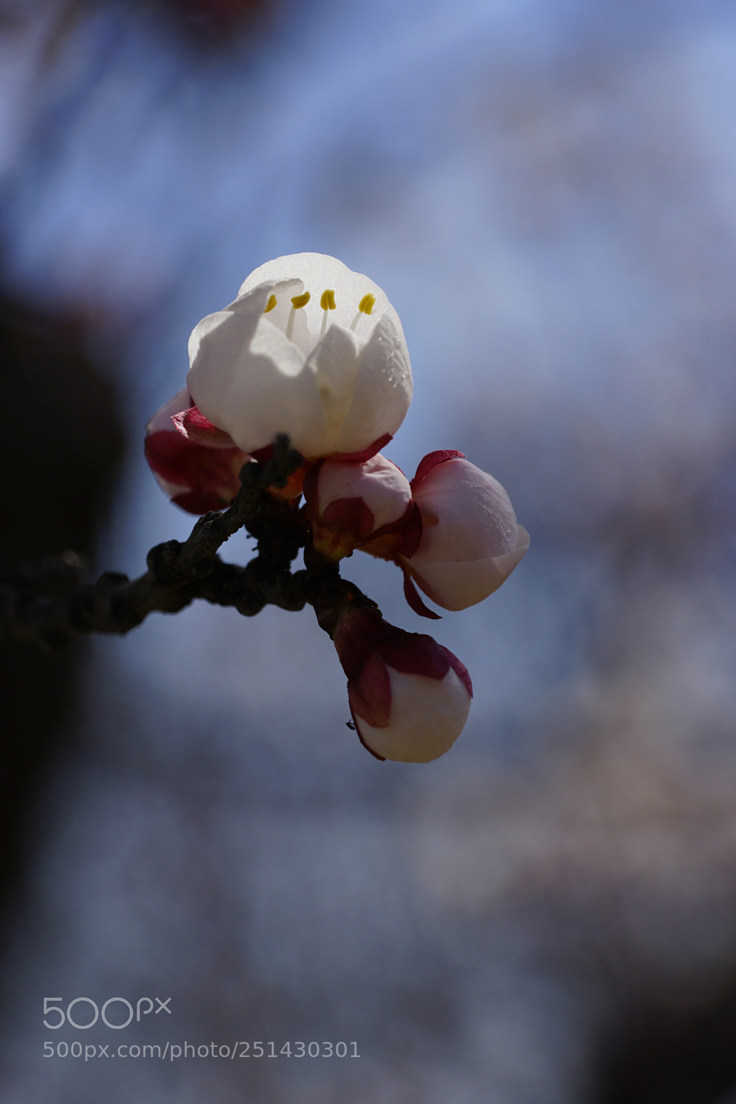 Sony a7 II sample photo. 含羞… photography