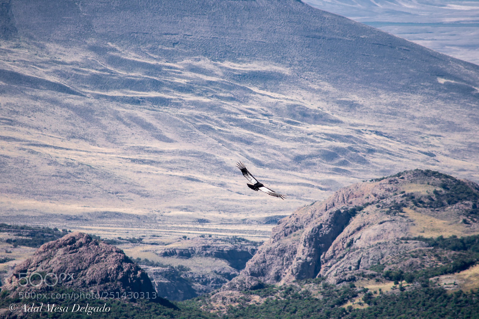 Nikon D610 sample photo. Flying free photography