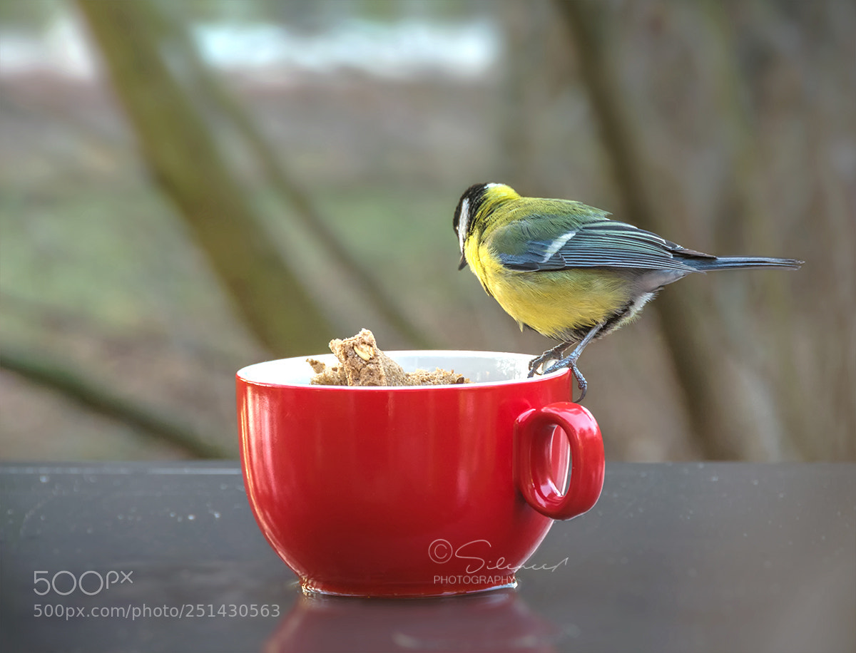 Nikon D5200 sample photo. - photography