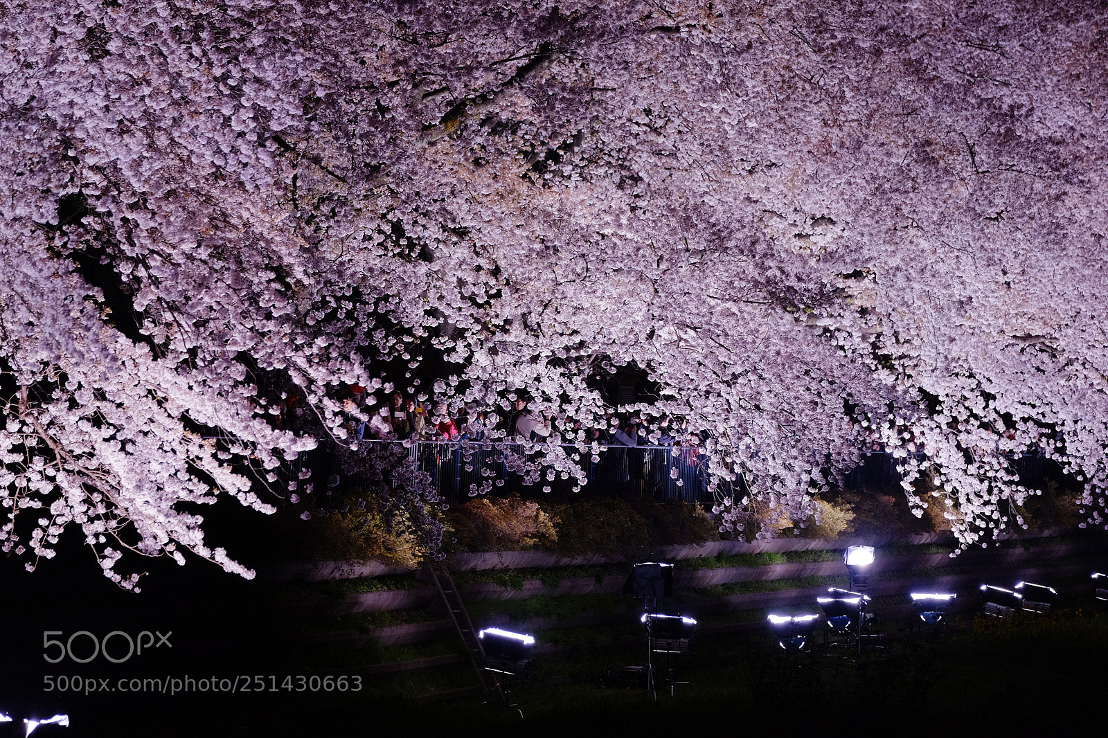 Fujifilm X-T10 sample photo. Festival of cherry blossoms photography