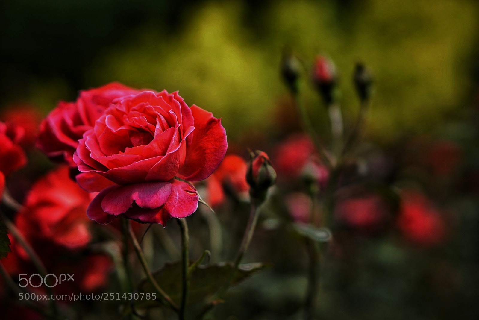 Sony a6000 sample photo. Rose garden photography