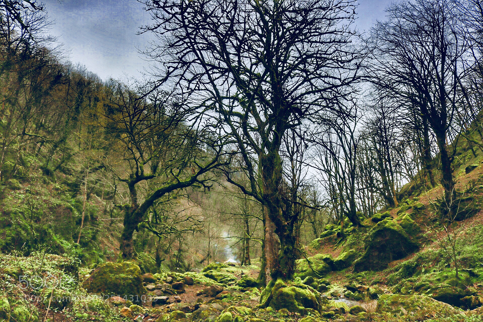 Canon EOS 750D (EOS Rebel T6i / EOS Kiss X8i) sample photo. Forest photography