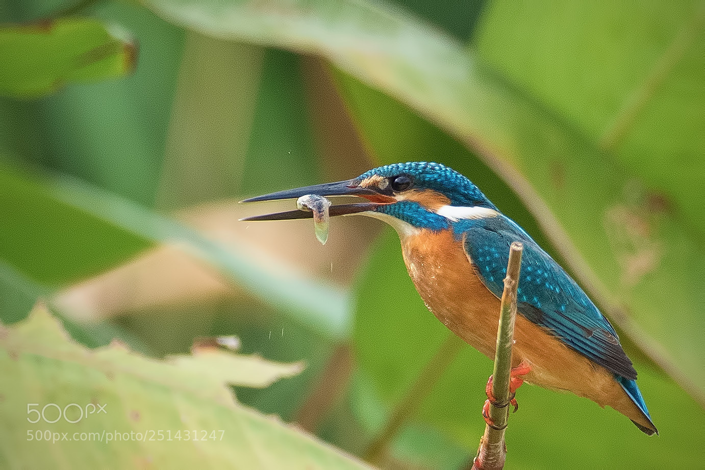 Olympus OM-D E-M1 Mark II sample photo. Common kingfisher photography