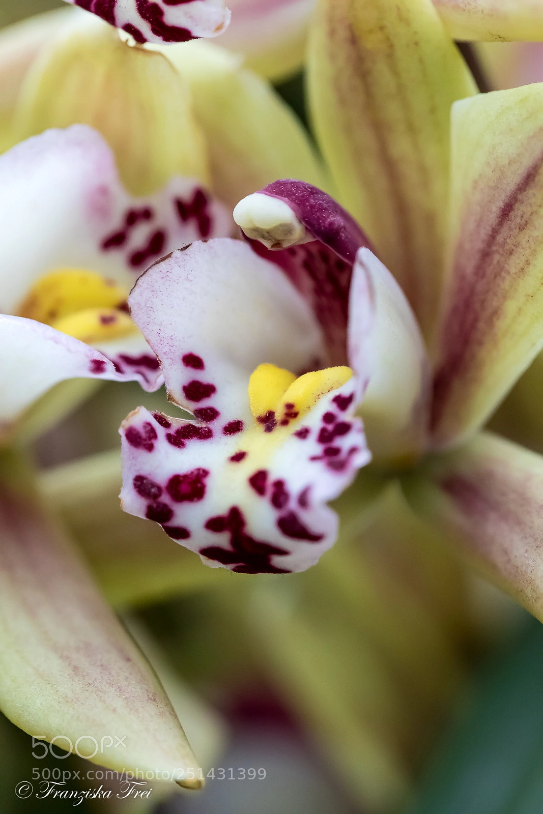 Canon EOS 5D Mark IV sample photo. Orchid photography