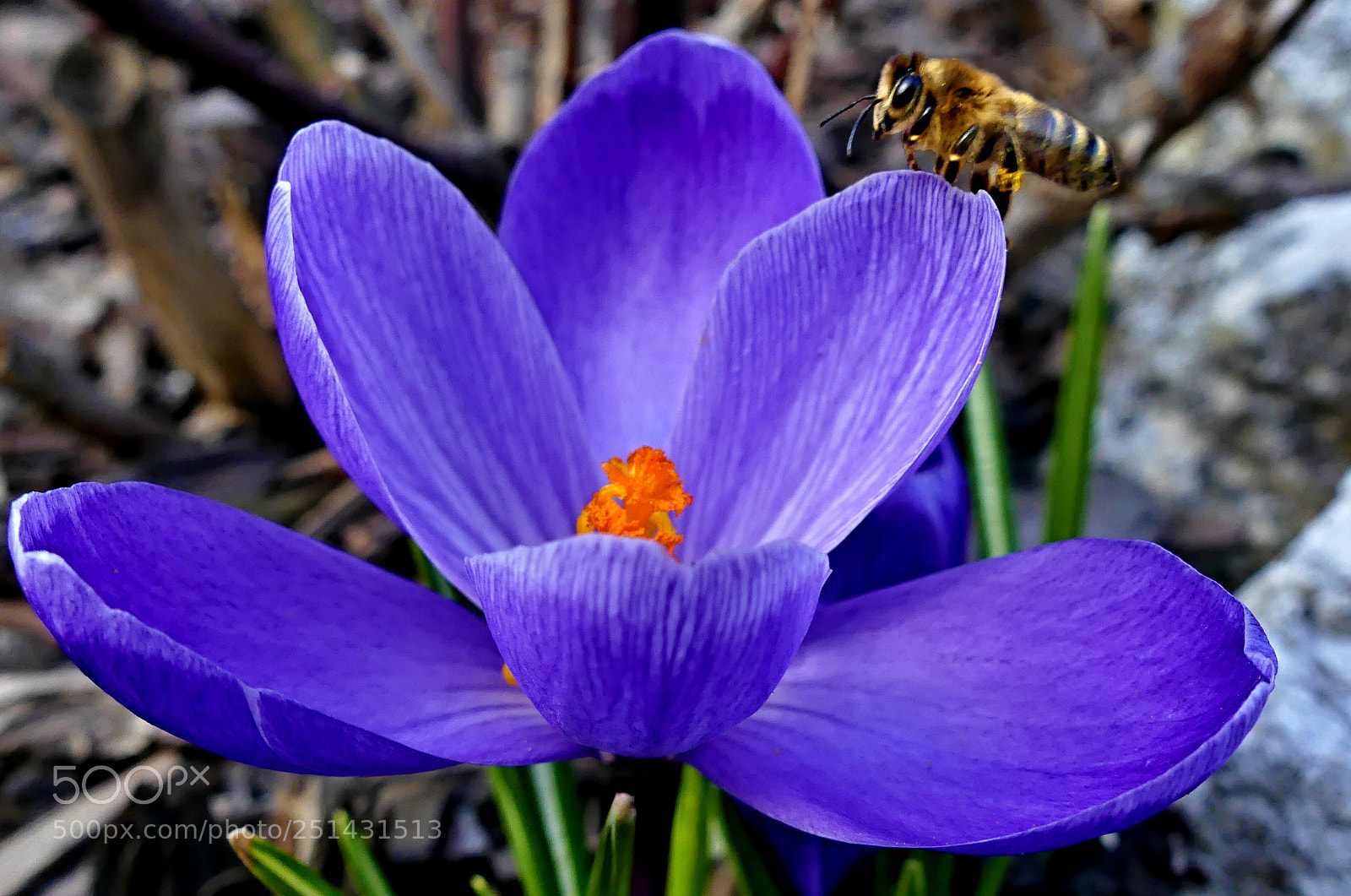 Panasonic Lumix DMC-FZ300 sample photo. Morning visit to the photography