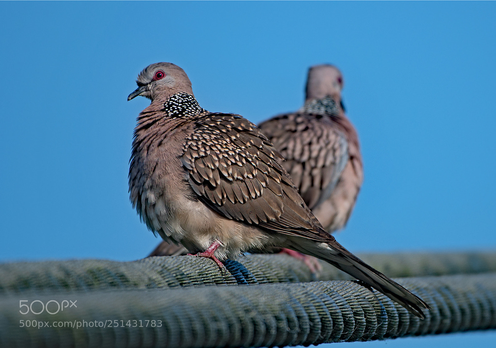 Nikon D500 sample photo. Tiffed doves photography