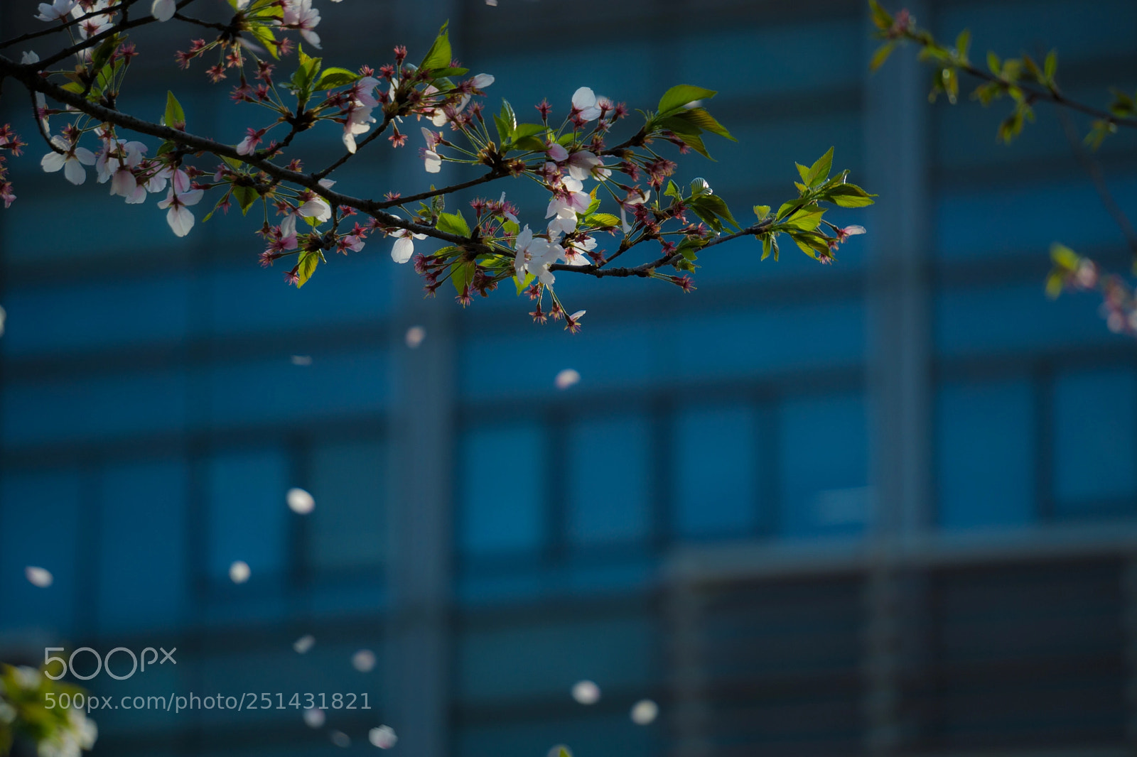 Sony a6000 sample photo. Sakura photography
